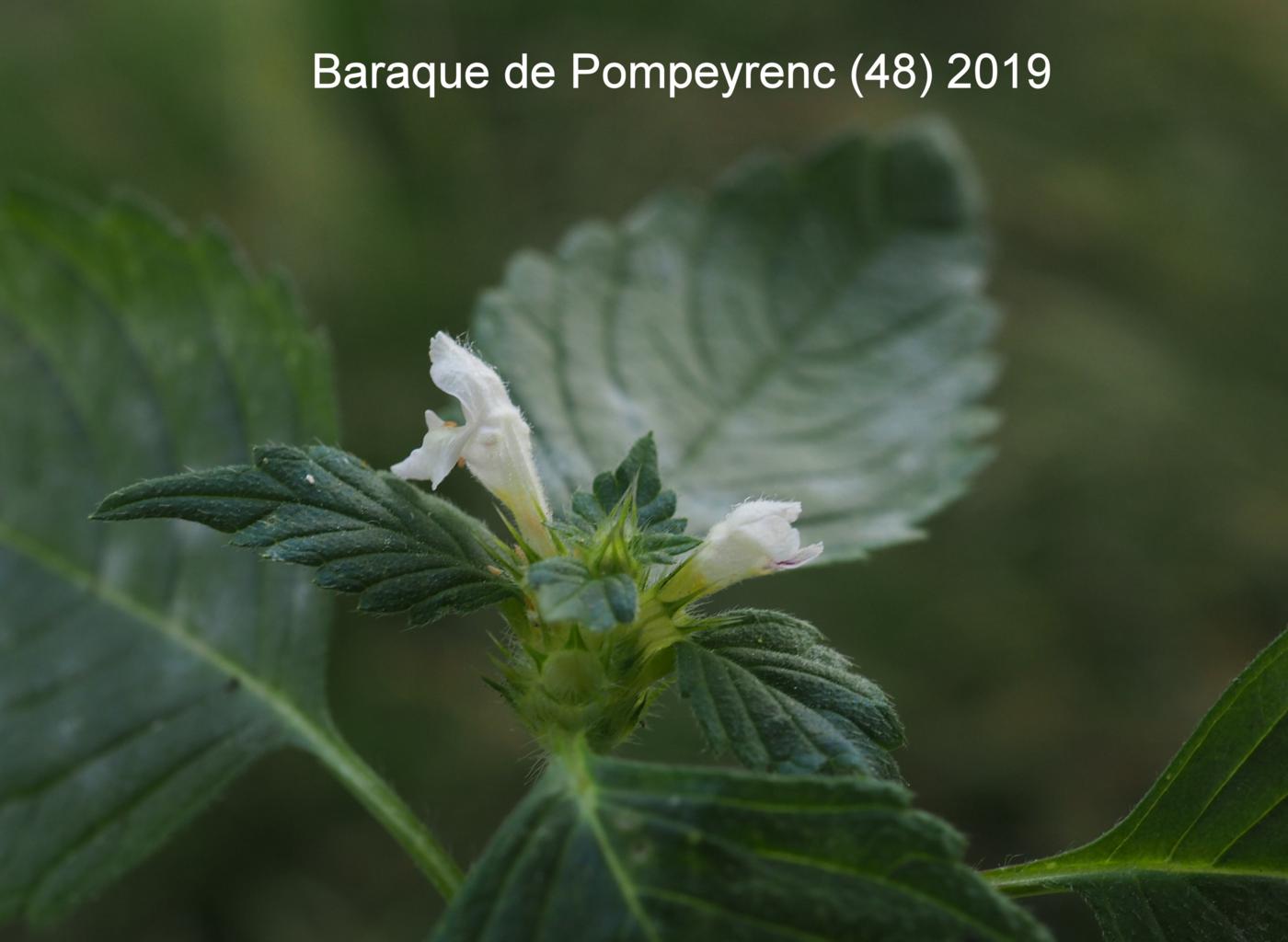 Hemp-Nettle, Common flower